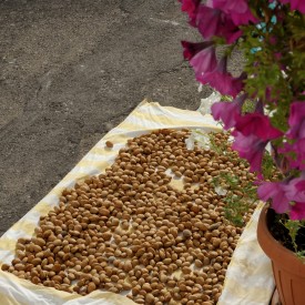 Mandorle
